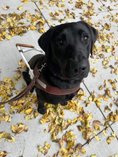 Chance sits on the sidewalk in harness, looking up at the camera. The sidewalk is covered in yellow fall leaves.