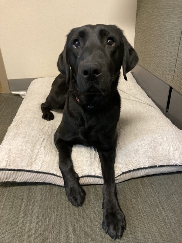 Chance is laying on a pillowy, tan dog bed facing the camera.