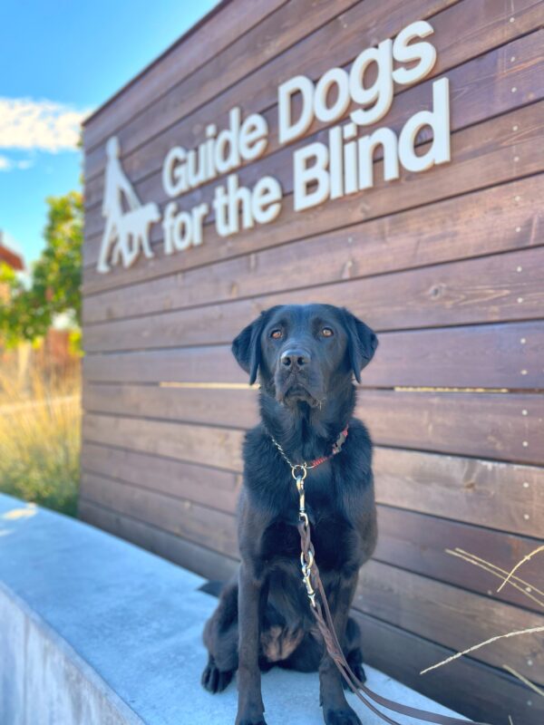 <p>Gemstone sits on a concrete wall in front of a large wooden sign that reads