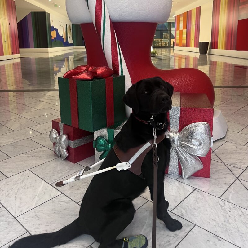 Joel is wearing his harness, gentle leader, and booties on his back feet and is looking at the camera with a focused expression on his face. In the background is a Christmas display with a large red stocking, a candy cane, and several wrapped presents with bows.