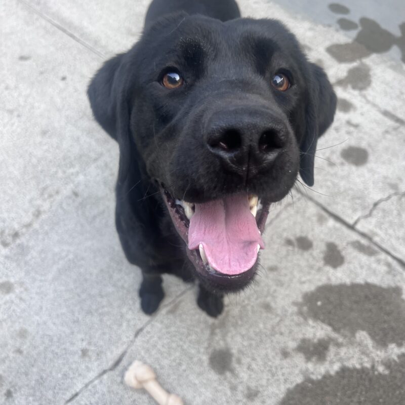 Joel is standing in the community run area and is looking up at the camera with his mouth open in a happy smile. There is a nylabone on the ground in front of him.
