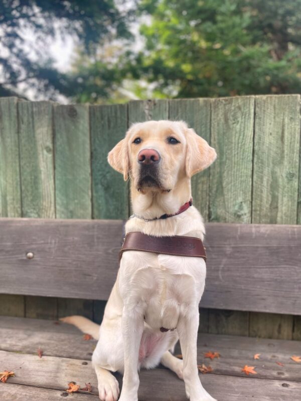 <p>Laurie sits on a wooden bench wearing a leather GDB harness. She is looking off into the distance. There are green trees in the background.</p>