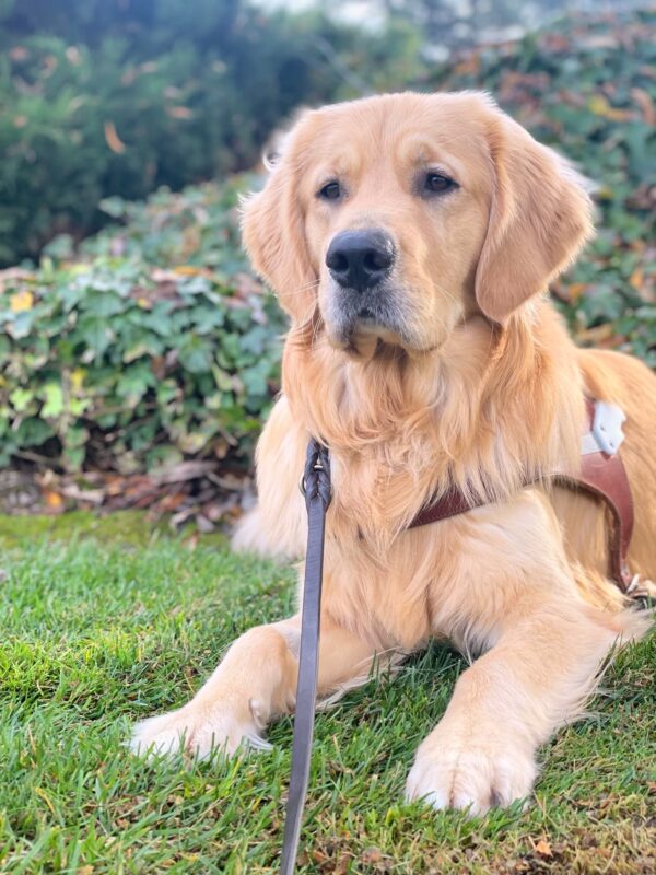 <p>Finland lies on green grass wearing a leather GDB harness. He is looking stoically off into the distance. Green shrubbery lines the background.</p>