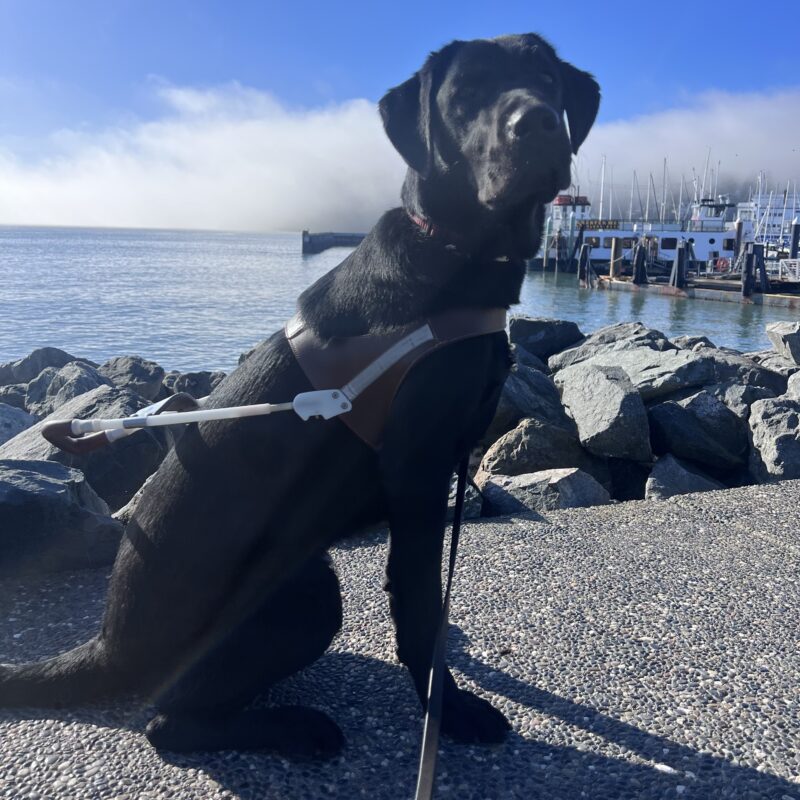 Marcus is wearing his harness and is looking at the camera with a focused expression on his face. Behind him is the San Francisco bay with several boats along a dock, and fog floating over them.
