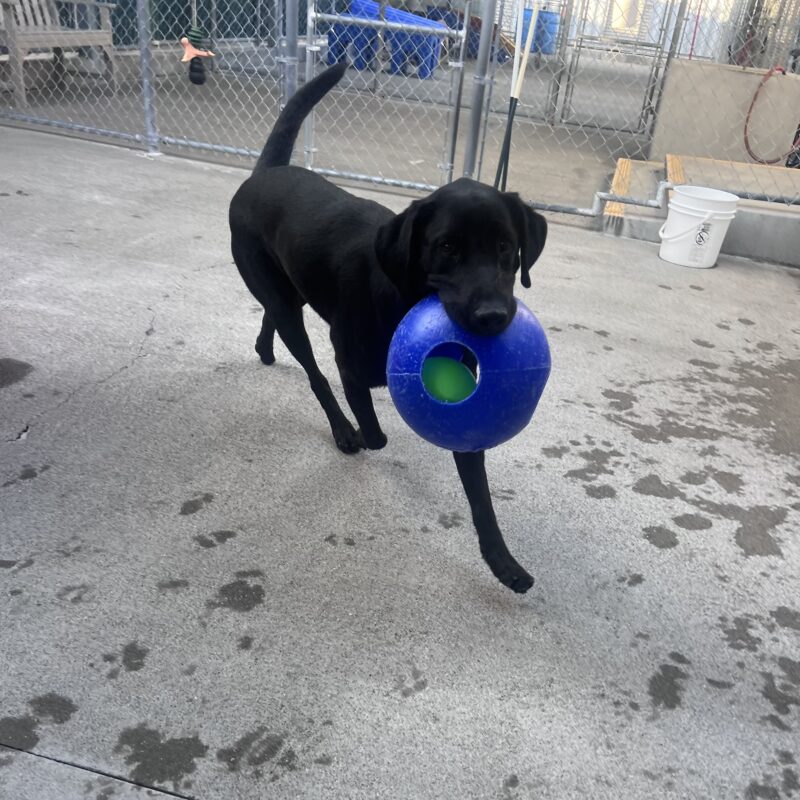 Marcus is happily trotting through the community run area holding a jolly ball in his mouth.