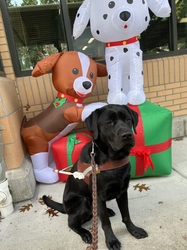 Wyatt is sitting in harness in front of two inflated puppies (one Dalmatian and one Beagle) that are perched on inflated Xmas gifts. Behind them is the front of a glass and brick building.