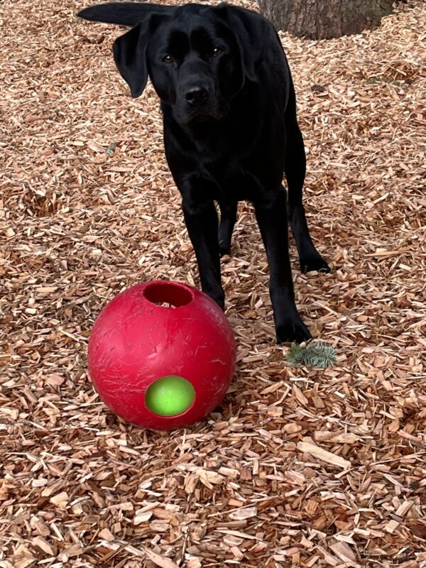 Wyatt is standing in a bark chip play yard looking directly at the camera with a bright red jolly ball at his feet.