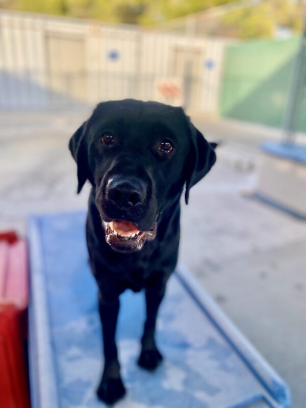 Neptune stands on a piece of large blue play equipment. His face is the focus of the photo while the rest of the photo is blurred. Neptune looks at the camera with his mouth open.