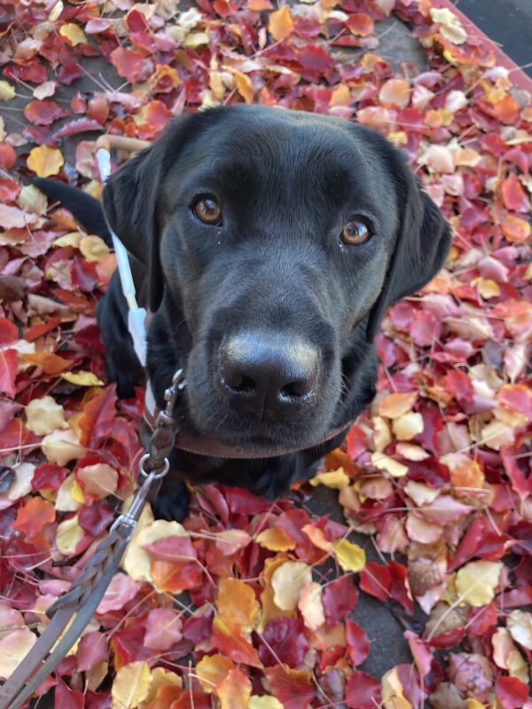 <p>Reva in harness sitting with fall leaves in the background as she looks up into the camera.</p>