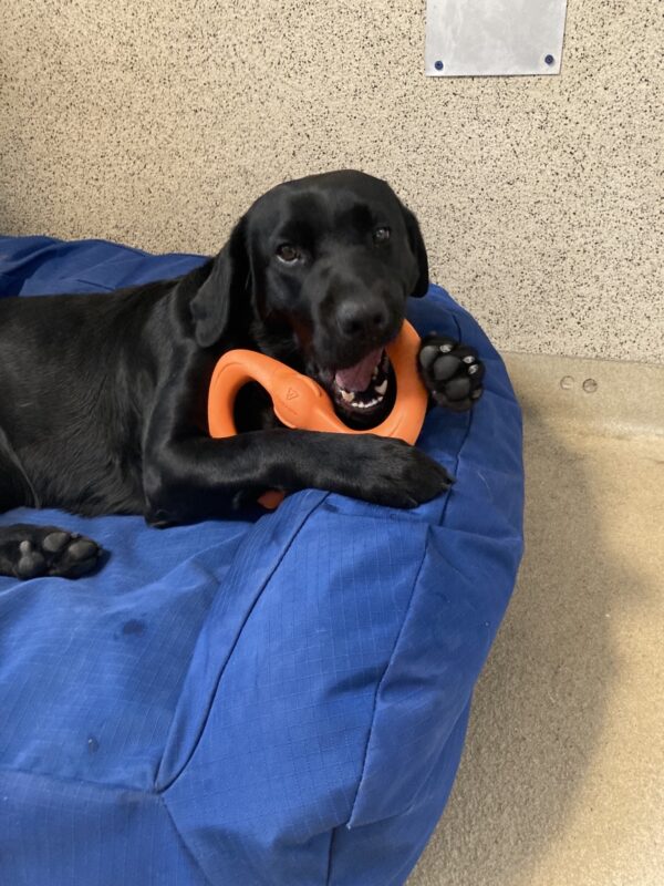 Reva has a S shape toy in her mouth as she relaxes on a dog bed during down time with her instructor.