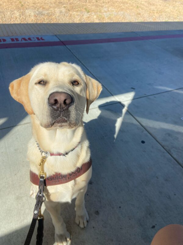 Arden sitting in harness on cement background.