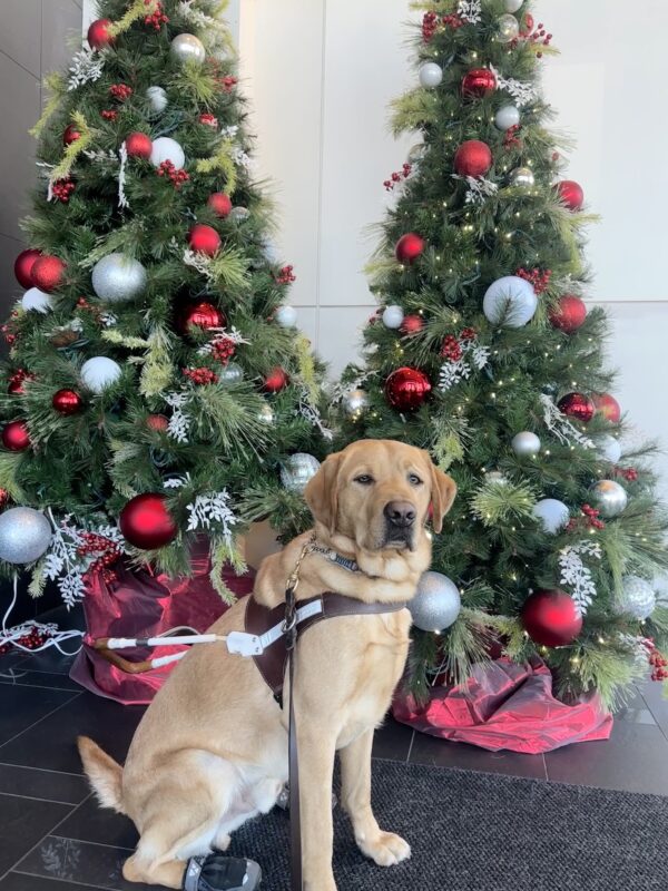 Devo sitting in harness in front of two decorated Christmas trees.