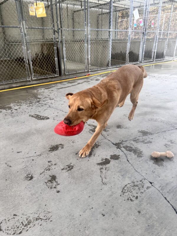 Devo running towards the left side of photo with a Jolly egg in his mouth.