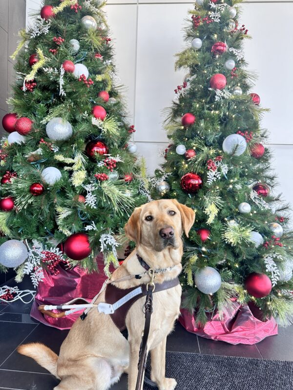 Leonardo sitting in harness in front of two decorated Christmas trees.