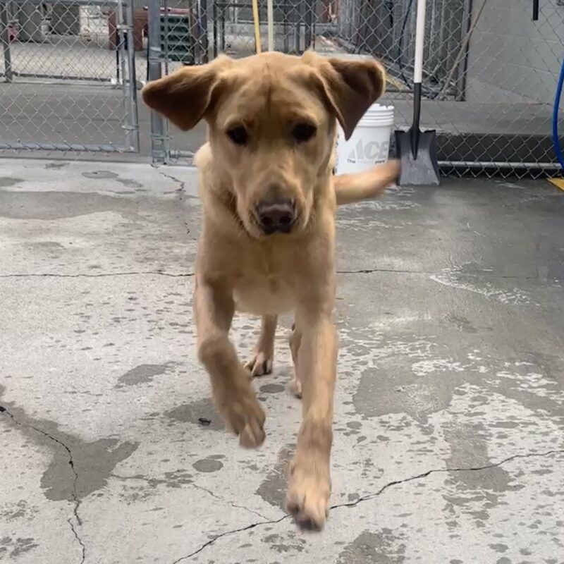Leonardo running towards the camera with his ears flopping.
