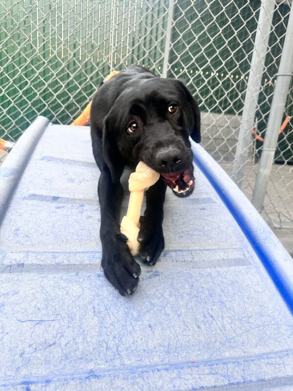 Myra laying down on a blue play structure chewing a bone.