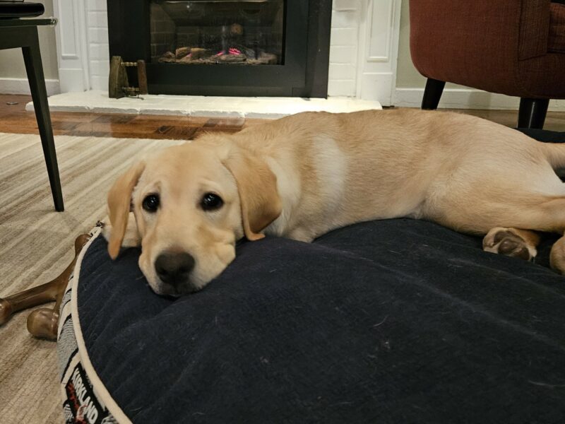 Alvin lays on a big plushy bed in a home environment. He has his head down and is looking at the camera. There is a fireplace visible in the background.