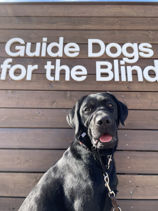 Amore, a male black labrador, sits in front of a wood plank wall with his mouth open and tongue peeking out. The GDB logo is above his head.