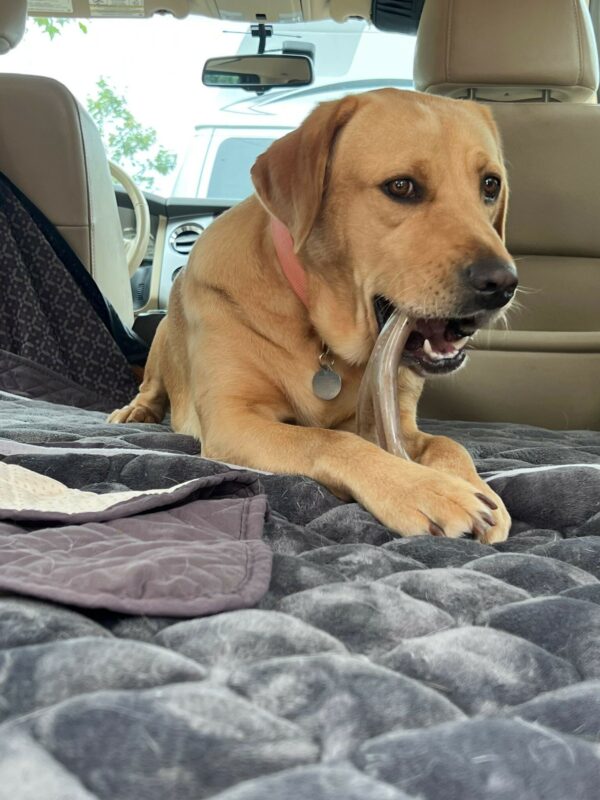 Yellow Lab Anderson hanging out in the car with a nice bone to chew on.