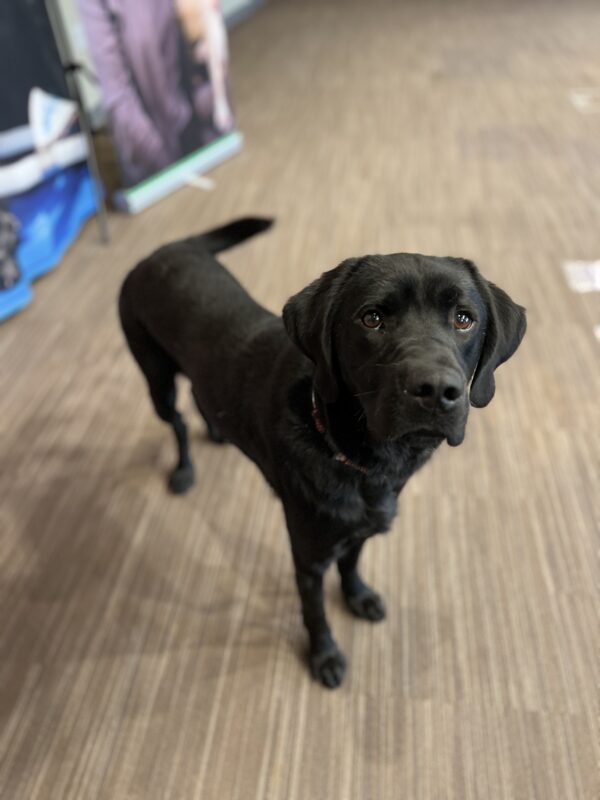 Aramis is standing looking at the camera. His tail is mid-wag.
