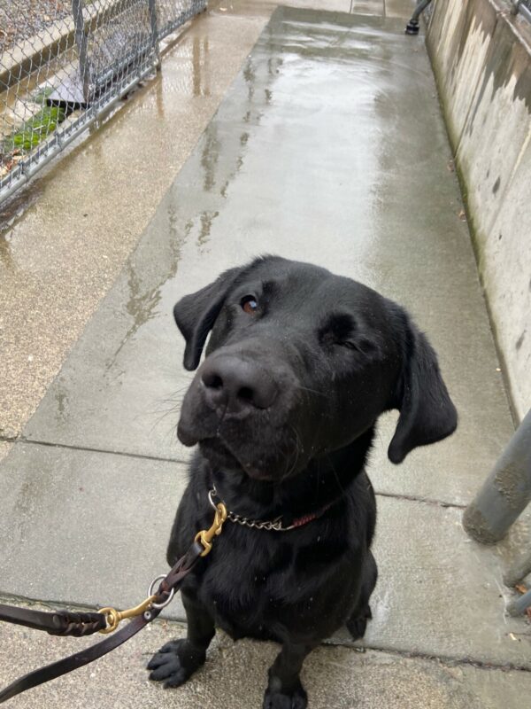 Blaine is sitting outside in the rain. The cement is wet behind him. He is closing one eye in a wink!