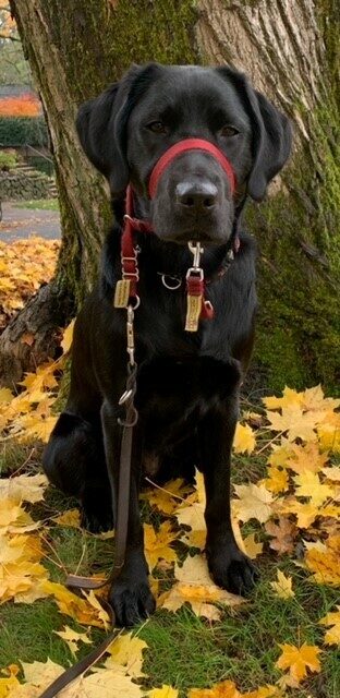 Black Lab/Golden cross Buffy sits on the ground wearing her red headcollar. There is a tree behind her and fall leaves all around her.