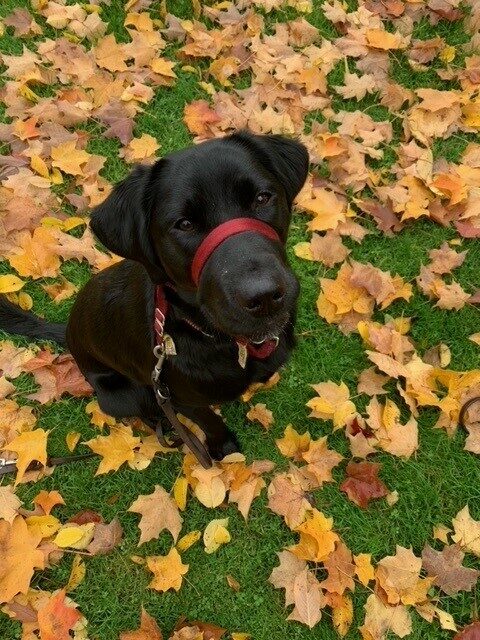 Black Lab/Golden cross Buffy sits on the ground wearing her red headcollar. There are fall leaves all around her.