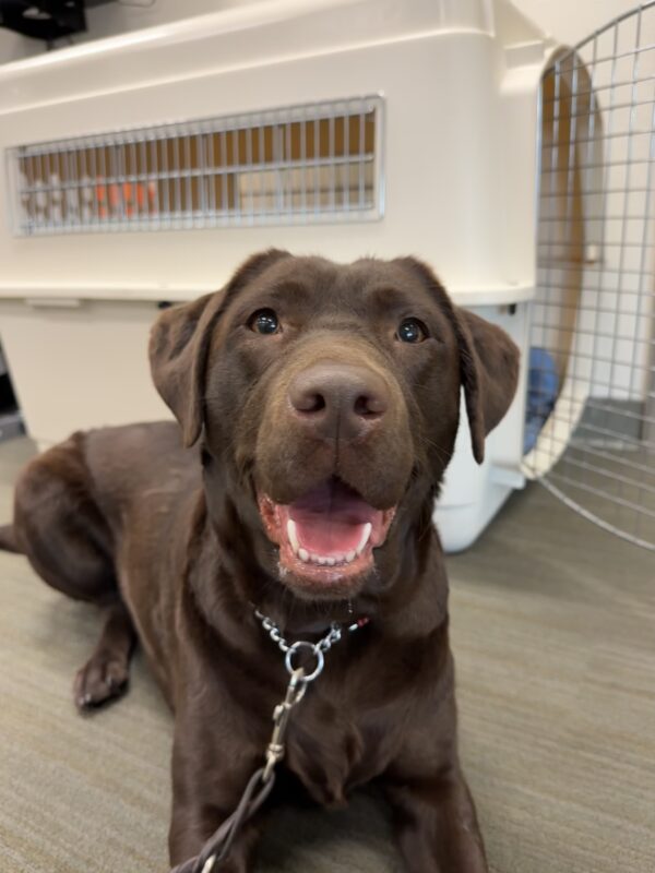 Cannoli, a female chocolate labrador, lays in front of an open plastic kennel. She is looking directly into the camera with her mouth open and her eyes bright.