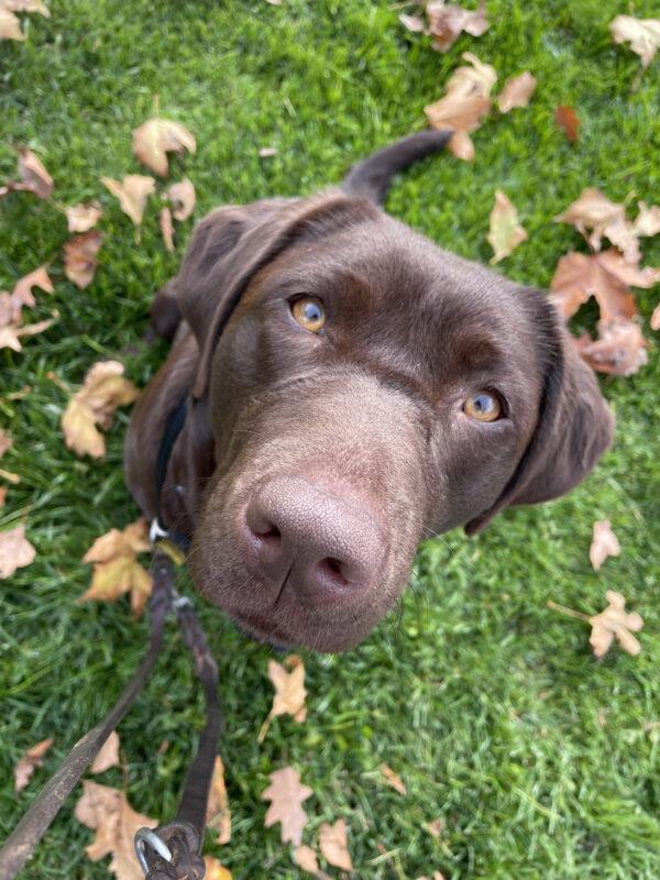 Cannoli, a female chocolate labrador, looks up at the camera directly above her. In the background, you can see crunchy fall leaves on the grass beneath her.