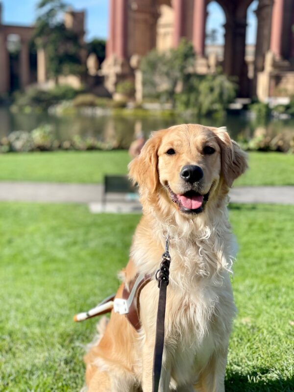 Catalina is sitting in harness on the grass at the Palace of Fine Arts. She is facing the camera, smiling with her tongue out. The Palace of Fine Arts is blurred in the background.