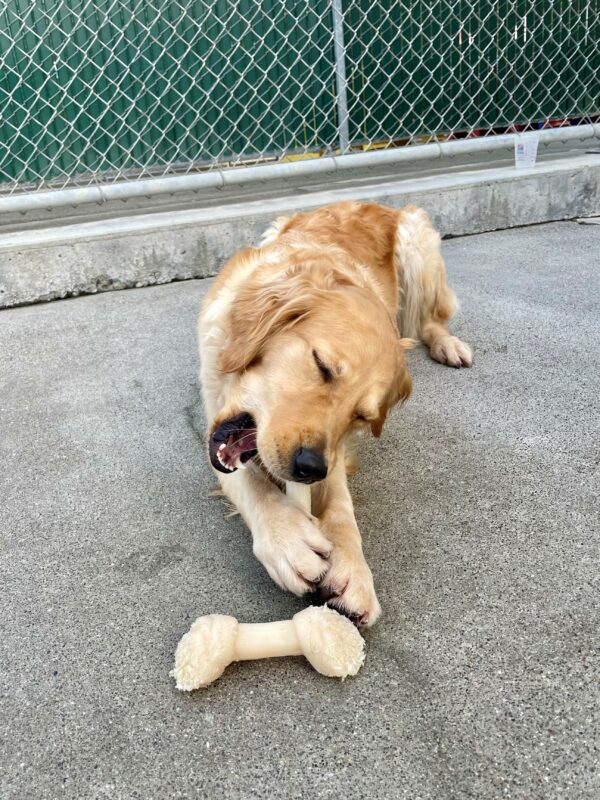 Catalina is laying down in the Community Run chewing a knot-shaped Nylabone between her front paws. There is another knot-shaped Nylabone just in front of her. She is pictured in the act of chewing and her eyes are closed.