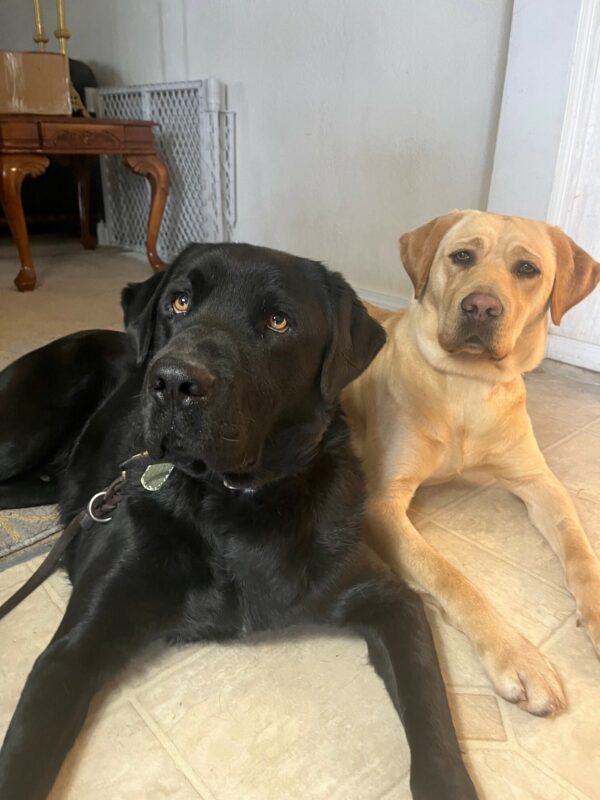 Chandler laying on the floor with one of his dog friends from the PAVE program.