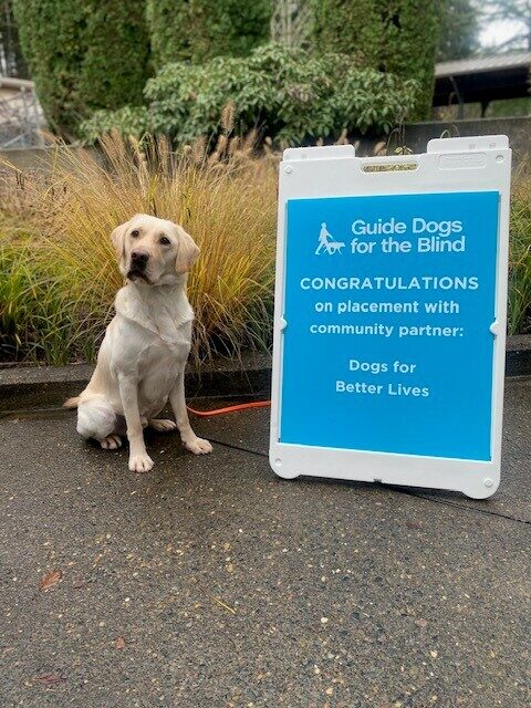 Yellow Lab Cliff sitting next to a sign congratulating him on being accepted by DBL.