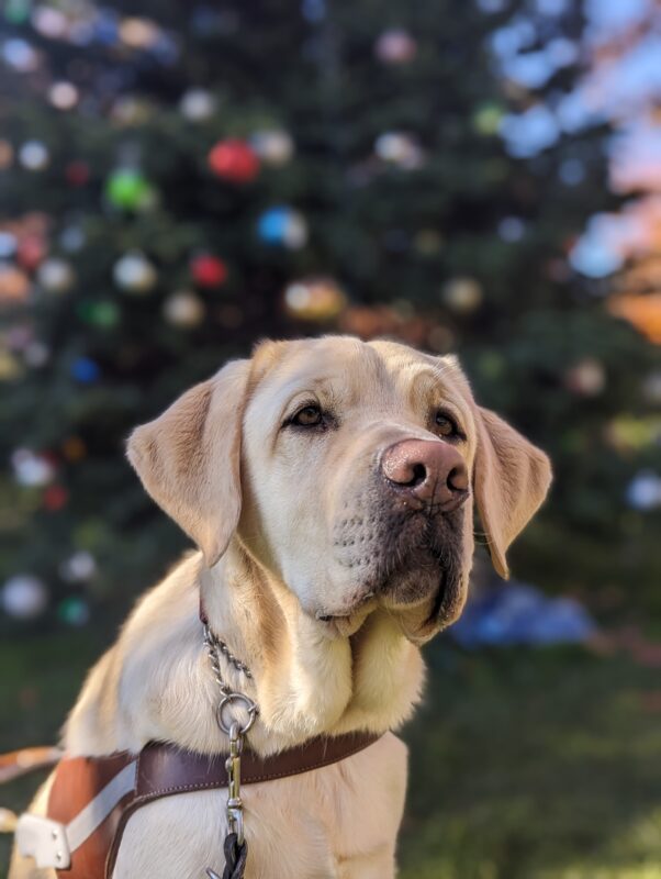 A portrait of Daxton, male yellow lab, in harness with a big Christmas tree in the back. Some rays of sunshine can be seen landing on top of his head.