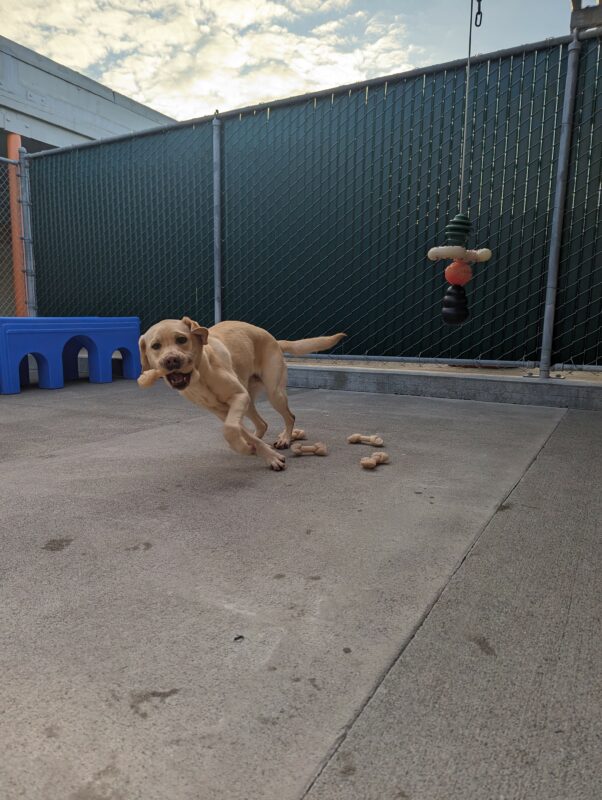 Daxton, male yellow lab, is mid trot during community run with a bone in his mouth. A blue play structure, hanging toys, and a pile of nylabones can be seen around him.