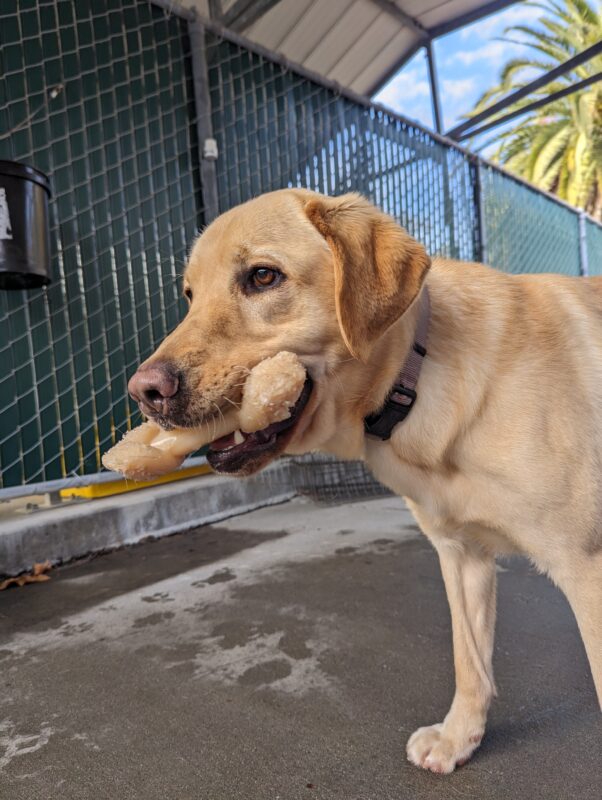 Dean, male yellow lab, stands in community run with a bone in his mouth. The floor is wet around him from recent rains. He looks off to the side ready to engage in play with a friend.