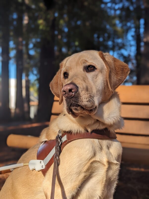 Dean, male yellow lab, sits in Harness in front of a bench with the sun beaming on his face. He looks very regal as he looks off to the left enjoying the warmth of the sun.