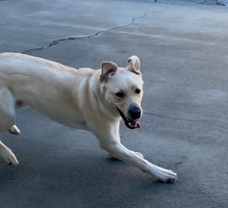 Edison a yellow lab running in community run with his ears flapping in the air.