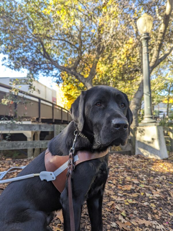<p>Elway, male black lab, sit on a path with many fallen leaves around him. A light pole and bridge can be seen behind him. He sits deep in thought as he is eyeing a kibble just off to the side.</p>