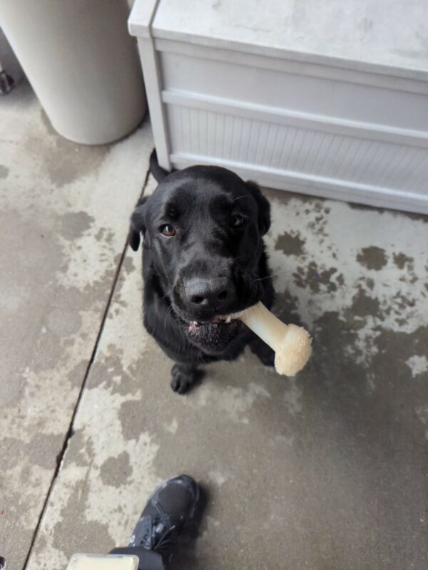 <p>Elway sits in community run, the ground is damp from recent rain. He is looking up at his handler with a sweet expression and is happily presenting a bone in his mouth. </p>