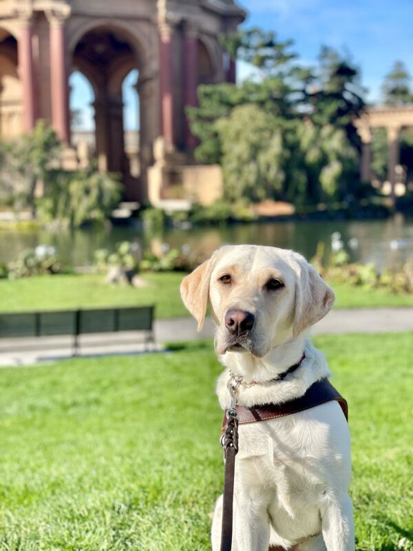 Empress is sitting in harness on the grass at the Palace of Fine Arts. She is facing the camera with an inquisitive expression on her face. The Palace of Fine Arts is blurred in the background.