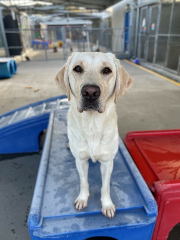 Empress is standing on a blue play structure in the Community Run. She stares intently at the camera with the kennel complex blurred in the background.