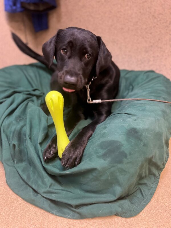 Enola lays on a green dog bed while holding a neon green Westpaw toy in between her front paws. She is looking off to the side with just a peek of her tongue hanging from her mouth.