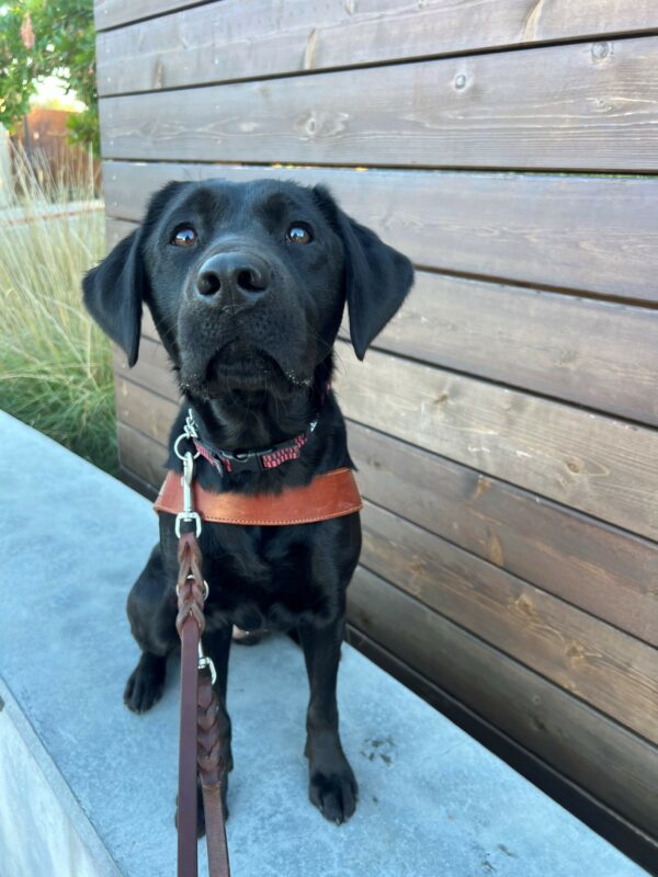 A close up image of Enola sitting in harness on top of a cement wall staring intently into the camera. There is tall grass and a wooden board in the background.