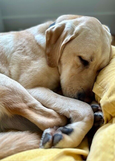 Close-up of yellow Lab Estreya all snuggled up in her cozy yellow dog bed.