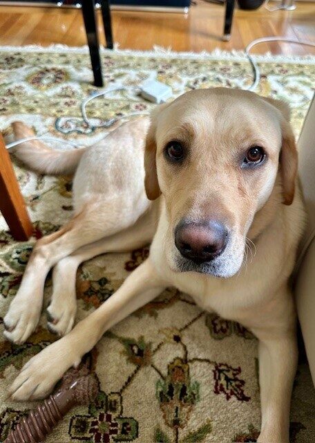 Estreya lies on the rug of her sitter's home, looking up peacefully at the camera