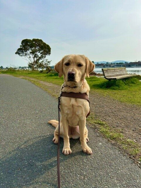 Flora sits in harness looking at the camera. She is on a cement path that is next to the water. There is a bench behind her.