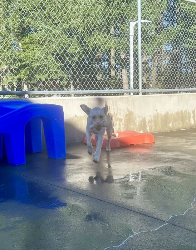 Fran runs toward the camera in the concrete community run area holding an off-white colored Nylabone in her mouth. Her ears are flapping up and her front two feet are off the ground as she runs. There is a blue play structure to her right and a red bone-shaped play structure behind her. There are green trees behind cyclone fencing in the background.