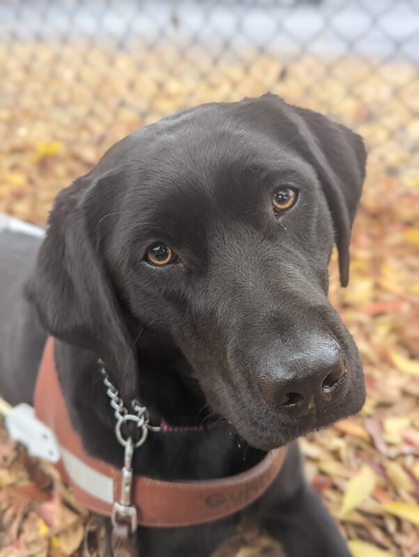 Francesca, female black lab, lays down on a pile of leaves in harness. Her head is slightly tilted left as she looks directly at the camera.