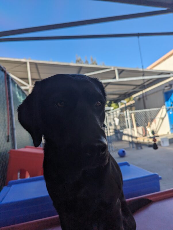 Francesca, female black lab, sits on top of a red play structure in community run.